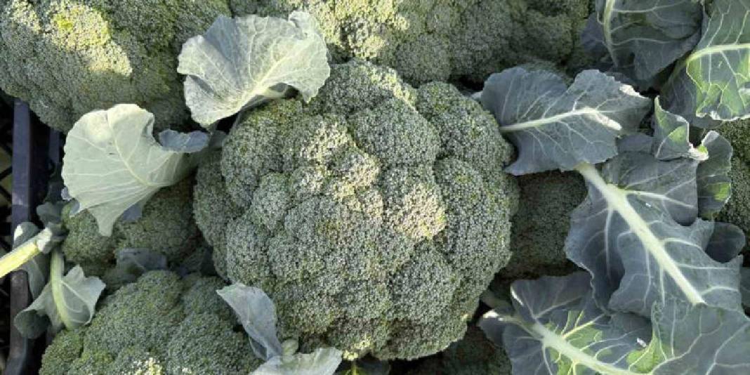 Kış ayının ‘Yeşil Altını’! Türkiye’nin ihtiyacının %50’si buradan sağlanıyor: Çiftçi fiyatlar karşısında eziliyor 4